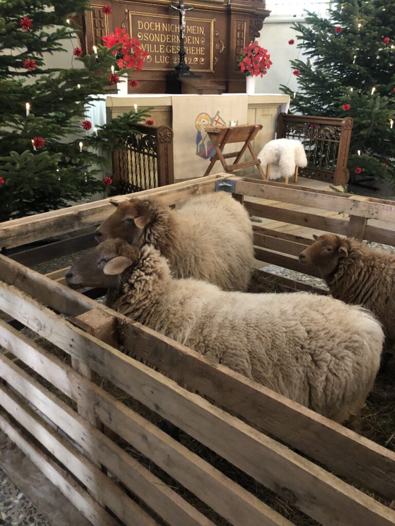 Schafe stehen zu Weinachten im Altarraum der Pesterwitzer St. Jakobus Kirche.